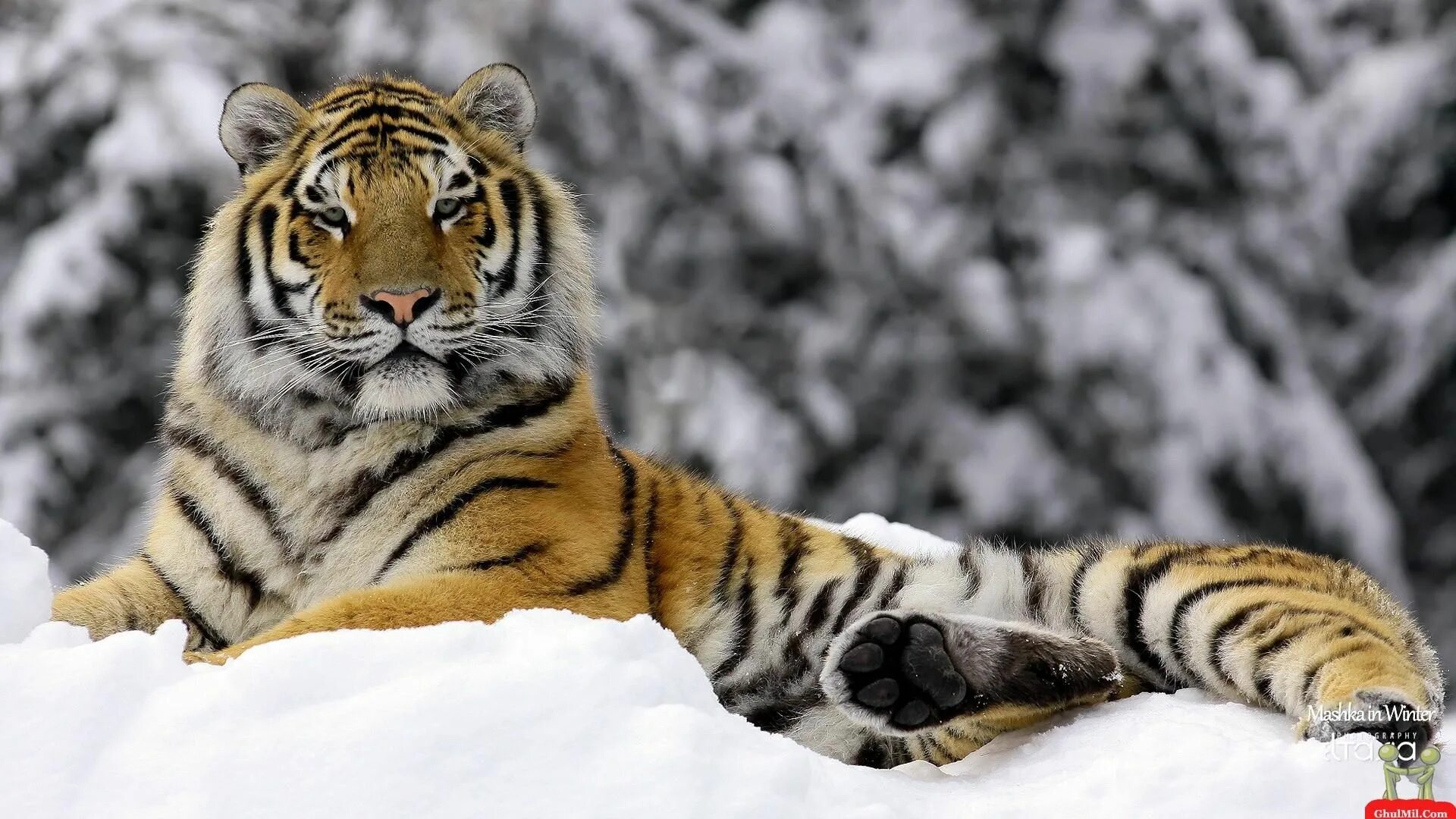Картинка на экран телефона животные Regal! Siberian tiger, Tiger wallpaper, Tiger pictures