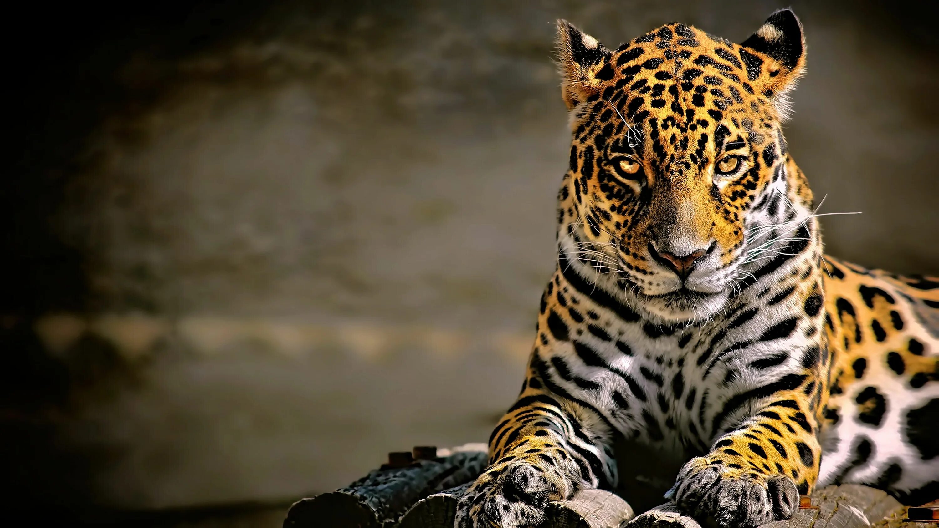 Картинка на экран телефона животные leopard (animal) big cats #leopard #jaguars #animals #4K #wallpaper #hdwallpaper