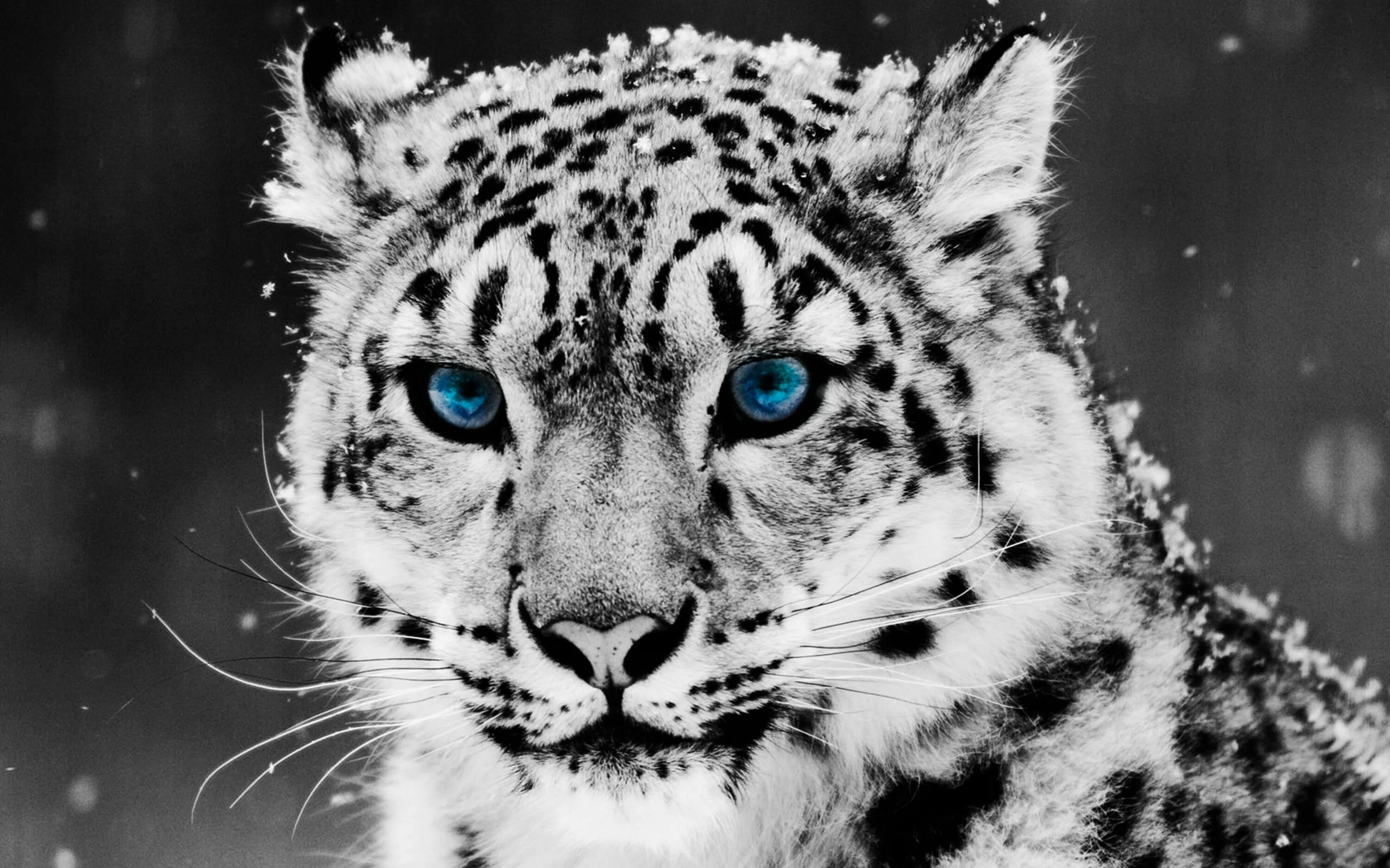 Картинка на экран телефона животные Ultra HD 4K Snow leopard Wallpapers HD, Desktop Backgrounds 3840x2400 Downloads 