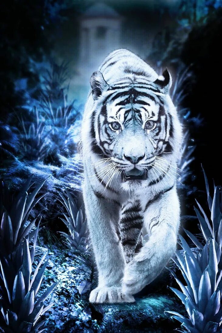 Картинка на экран телефона животные Tyger, Tyger by violscraper on DeviantArt Tiger pictures, Tiger spirit animal, T