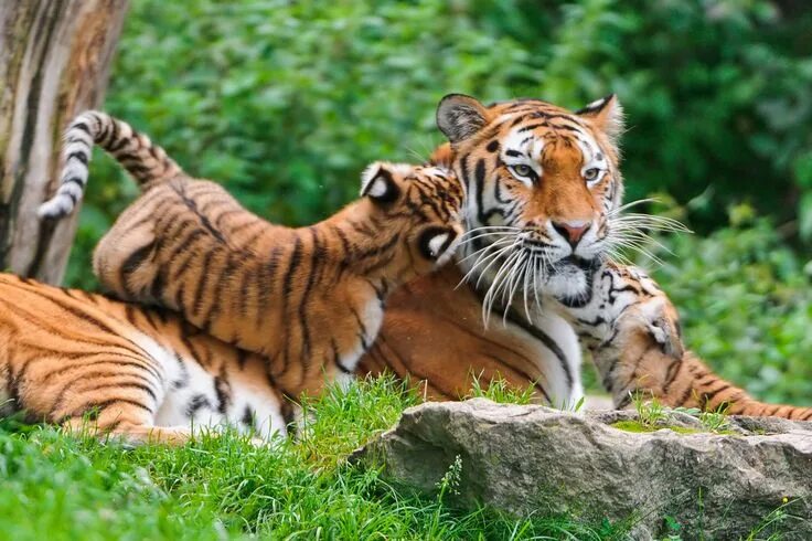 Картинка на экран животные бесплатно Tigers Photo: Tiger Wild animal wallpaper, Big cats, Animals images