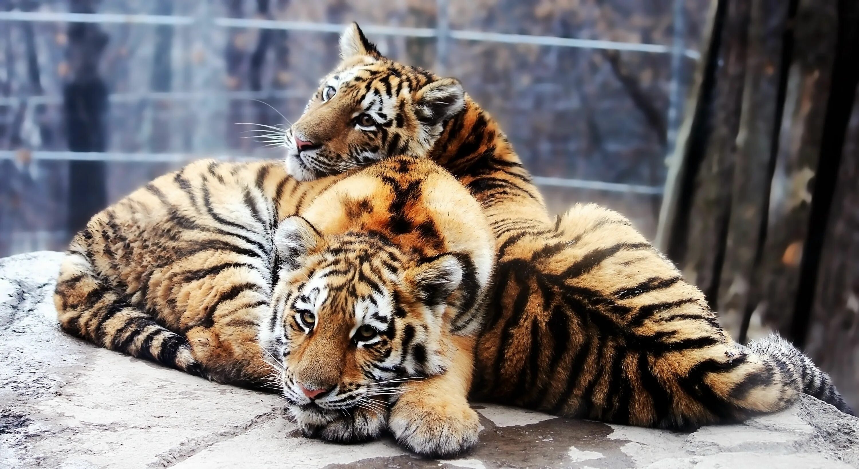 Картинка на экран животные бесплатно Animal Tiger 4k Ultra HD Wallpaper Animals beautiful, Cuddly animals, Animals wi