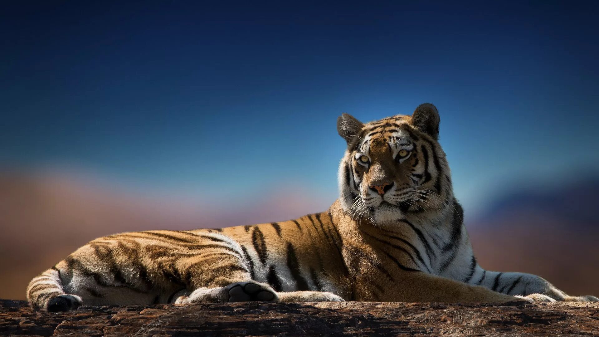 Картинка на экран животные бесплатно White tiger - картинки