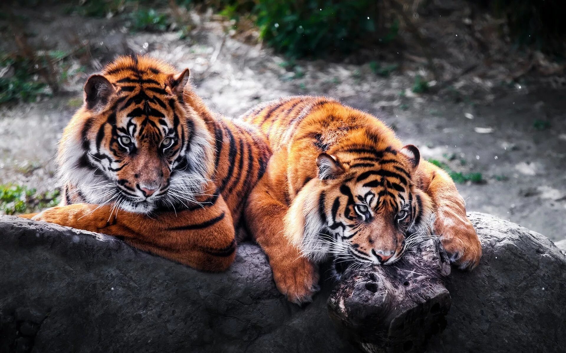 Картинка на экран животные бесплатно Wallpaper : animals, tiger, wildlife, big cats, Zoo, fauna, cat like mammal, out