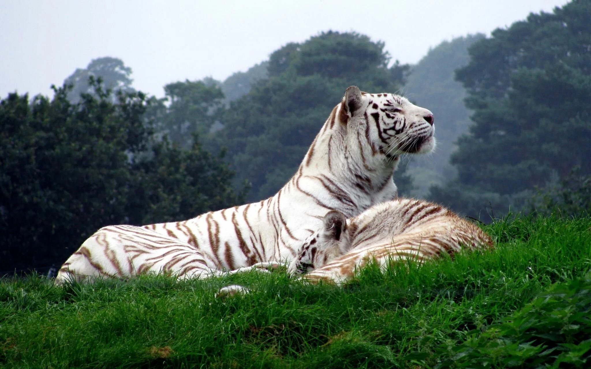 Картинка на экран животные бесплатно tiger wallpaper widescreen retina imac Pet tiger, White tiger, Tiger images