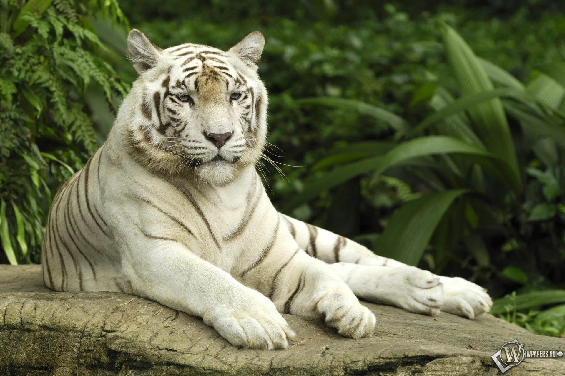 Картинка на экран животные бесплатно Nature Animals Wallpaper Tigre blanc, Animaux, Animaux sauvages