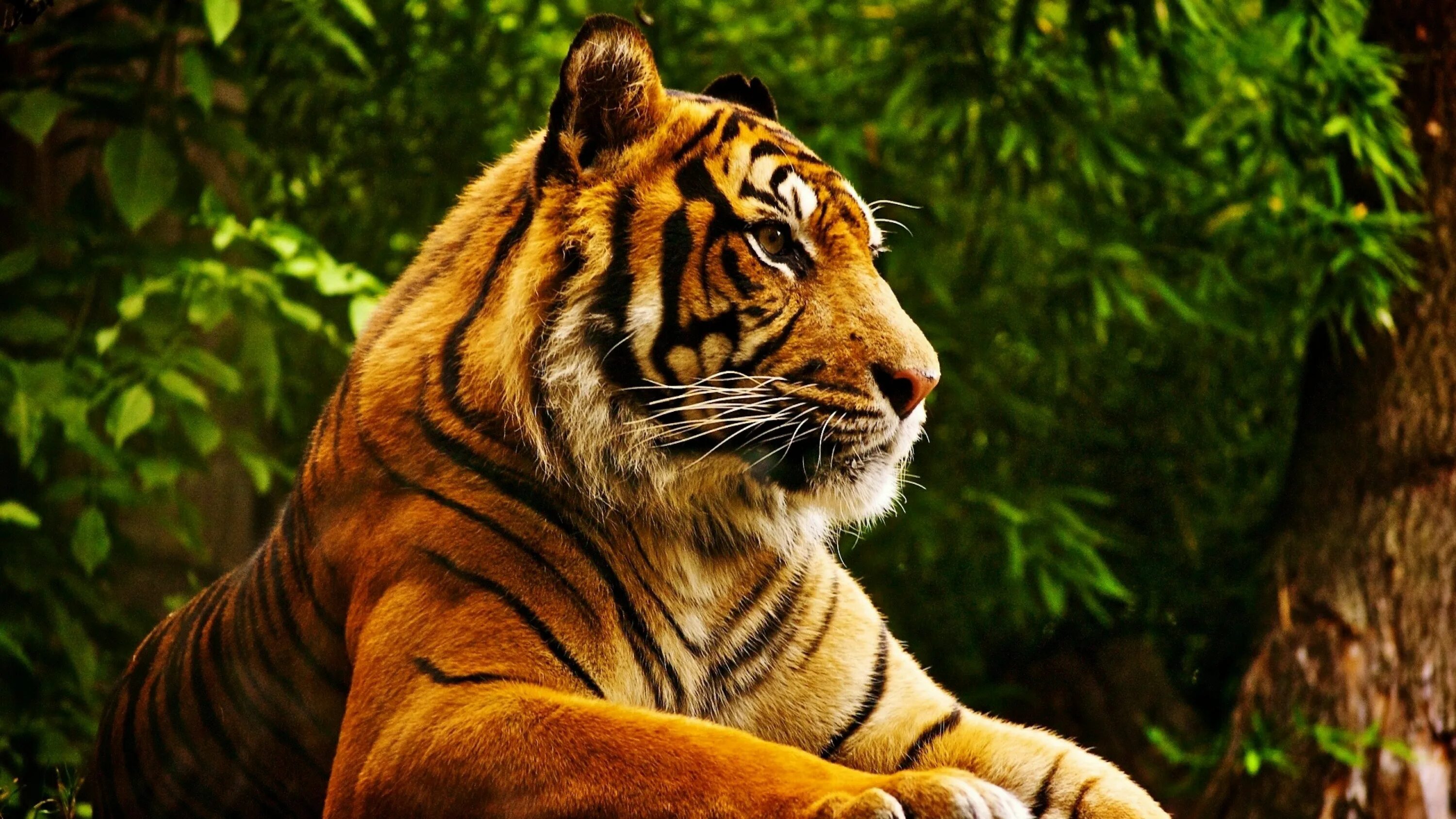 Картинка на экран животные бесплатно Beautiful Bengal Tiger Tiger wallpaper, Animals beautiful, Pet tiger