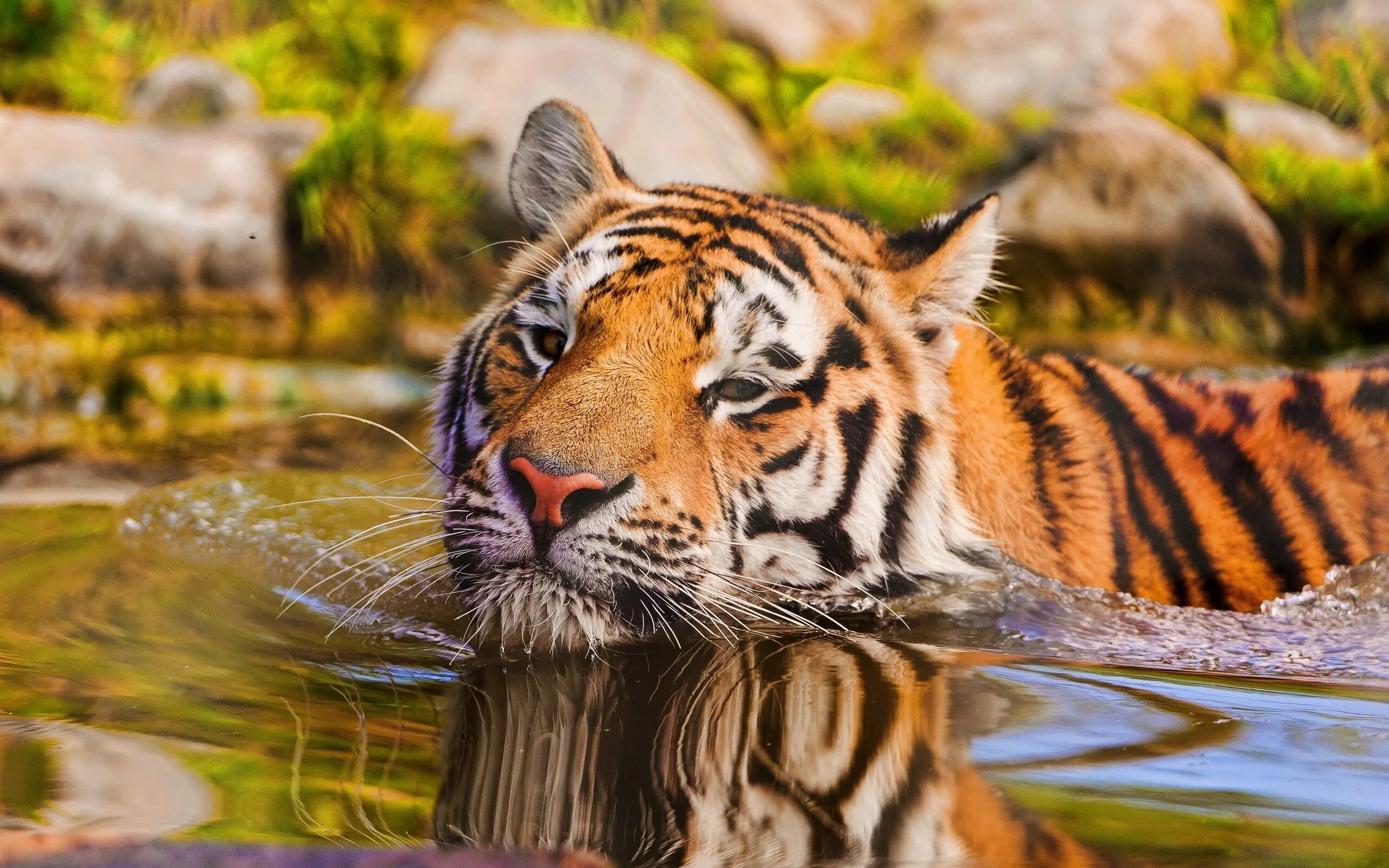Картинка на экран животные бесплатно Tiger Wallpaper ID:359002 - Wallapper Abyss Tiger pictures, Tiger in water, Tige