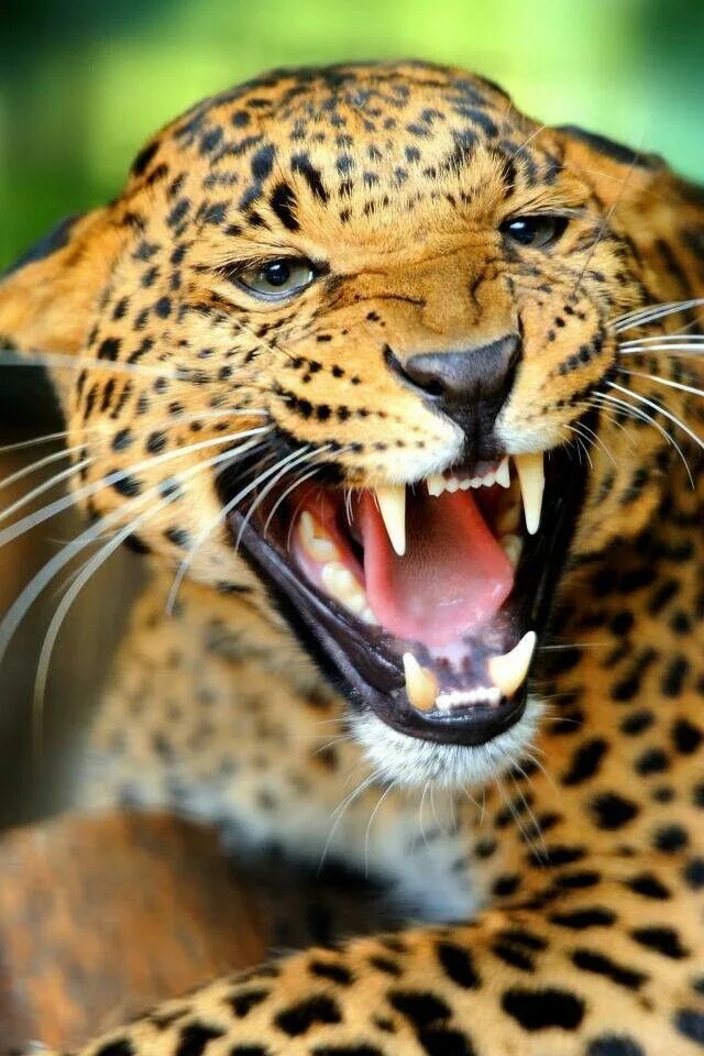 Картинка на телефон заставка животные Leave me alone!!! Wild animal wallpaper, Jaguar animal, Animals wild