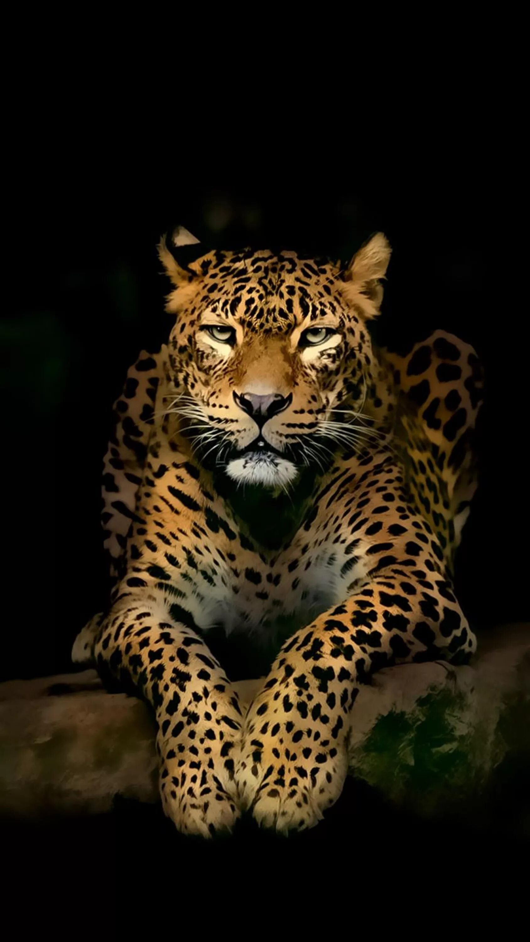 Картинка на телефон заставка животные Képtalálat a következőre: "3d wallpaper for android" Wild animal wallpaper, Jagu