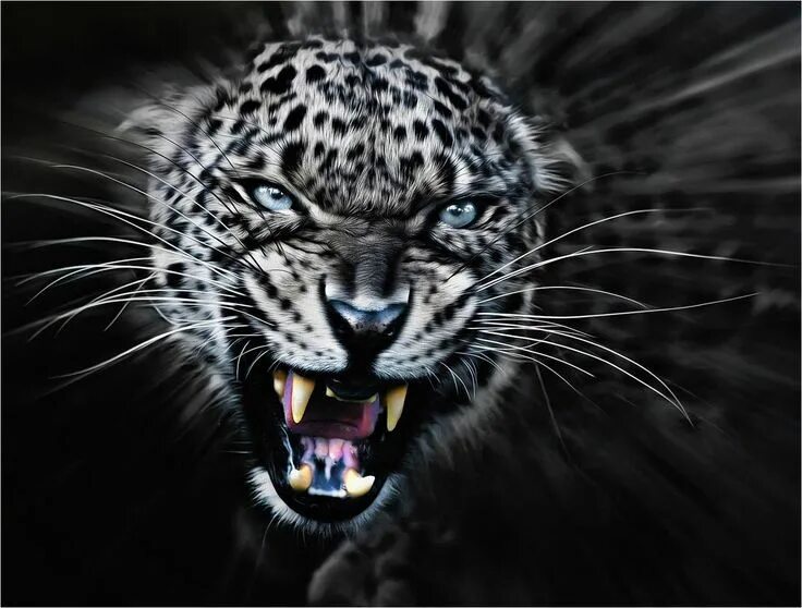Картинка на телефон заставка животные via 500px / Too Close by Paul Keates) Animals beautiful, Animals wild, Wild cats