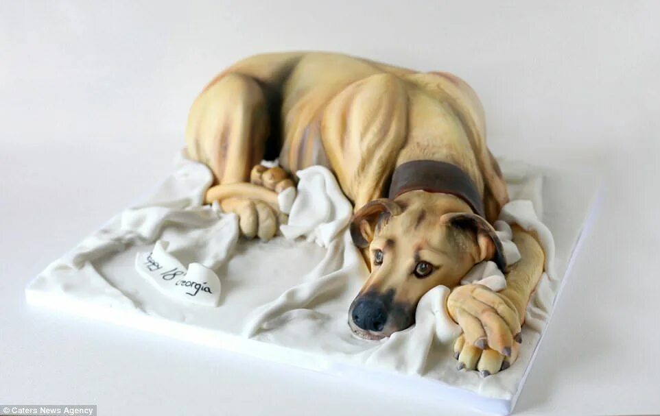 Картинка на торт животные Mother-of-two makes amazing cake replicas of domestic pets Dog cakes, Animals, A