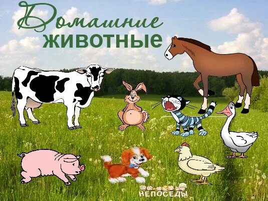 Картинка надпись домашние животные Картинки ПЕРВАЯ МЛАДШАЯ ДОМАШНИЕ ЖИВОТНЫЕ