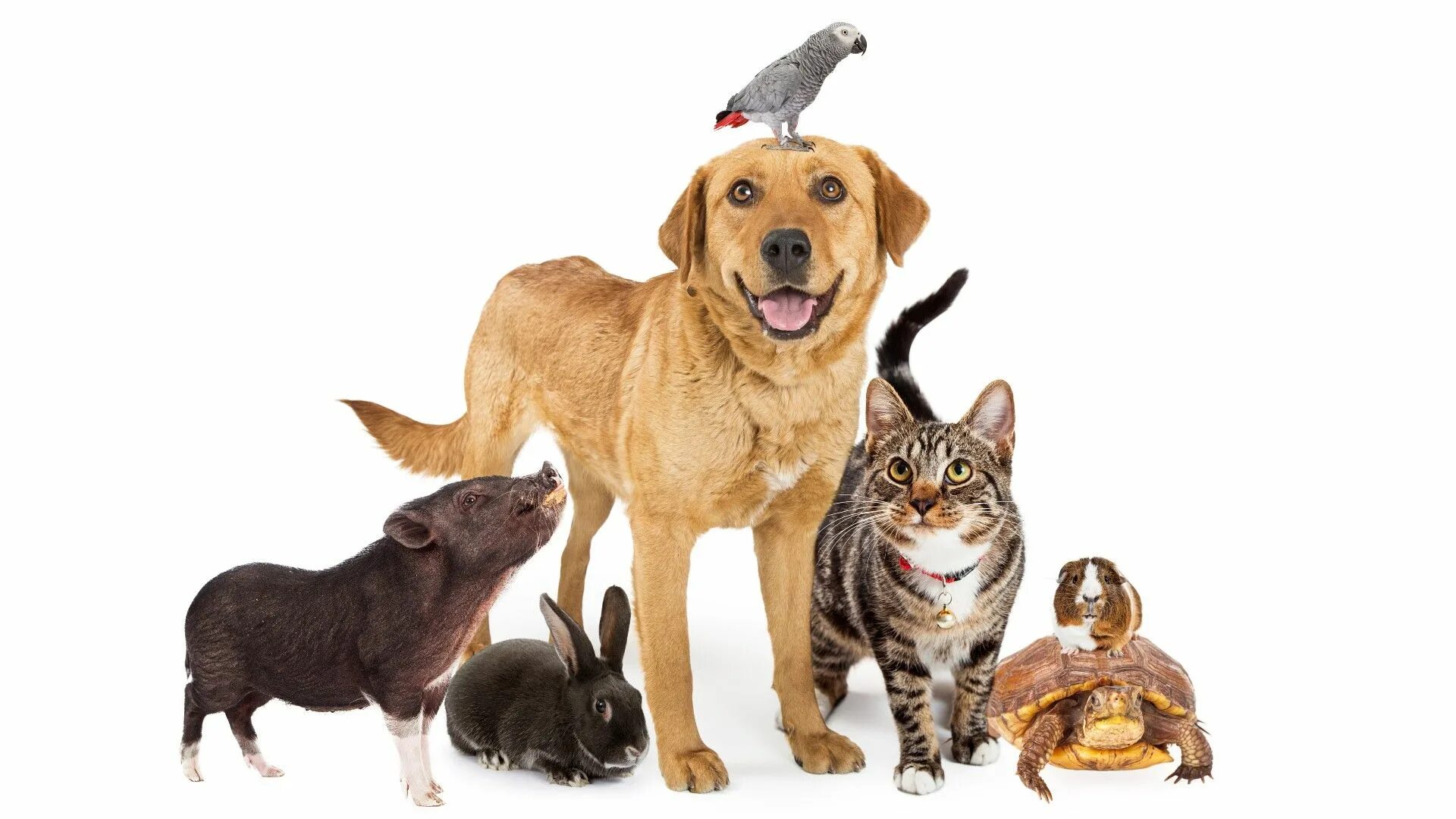 Картинка надпись домашние животные National Love Your Pet Day: When is it and how can you celebrate? PetsRadar