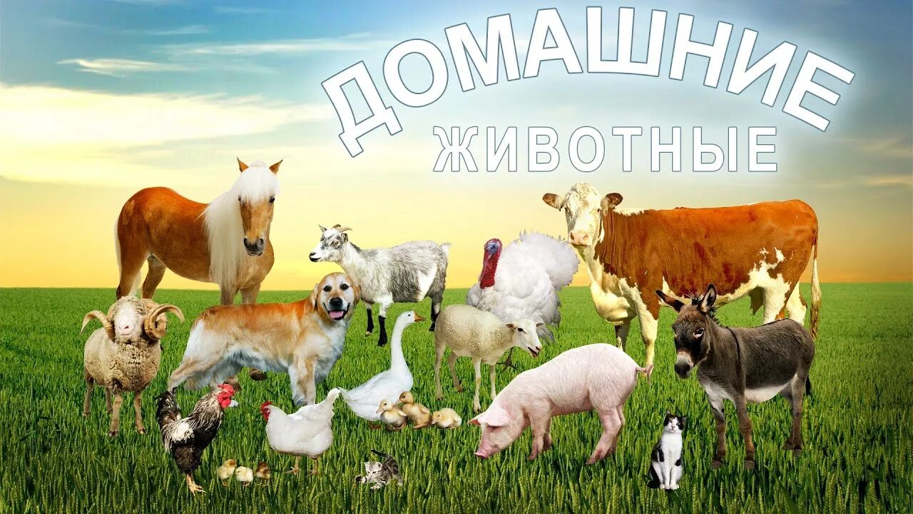 Картинка надпись домашние животные Домашние животные и их детёныши развивающее видео. Звуки домашних животных. - Yo