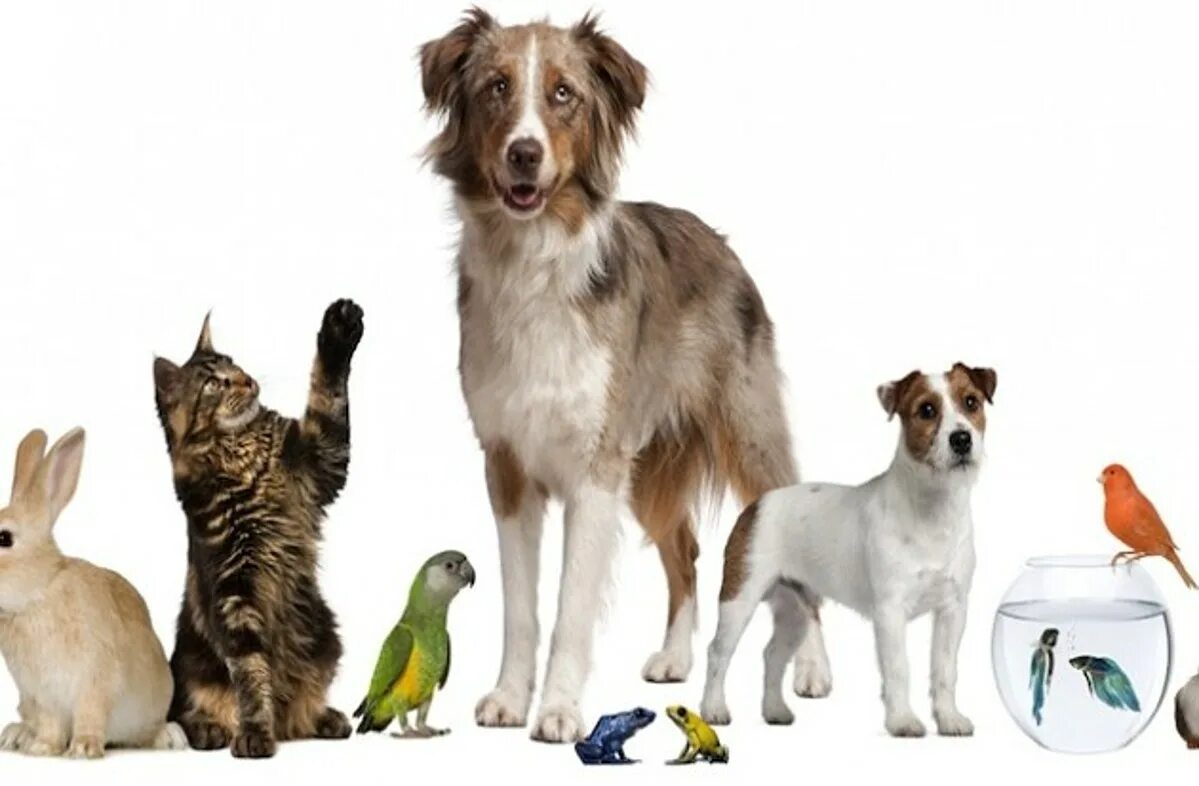 Картинка надпись домашние животные Copperas Cove Animal Shelter June Free Pet Adoption Event