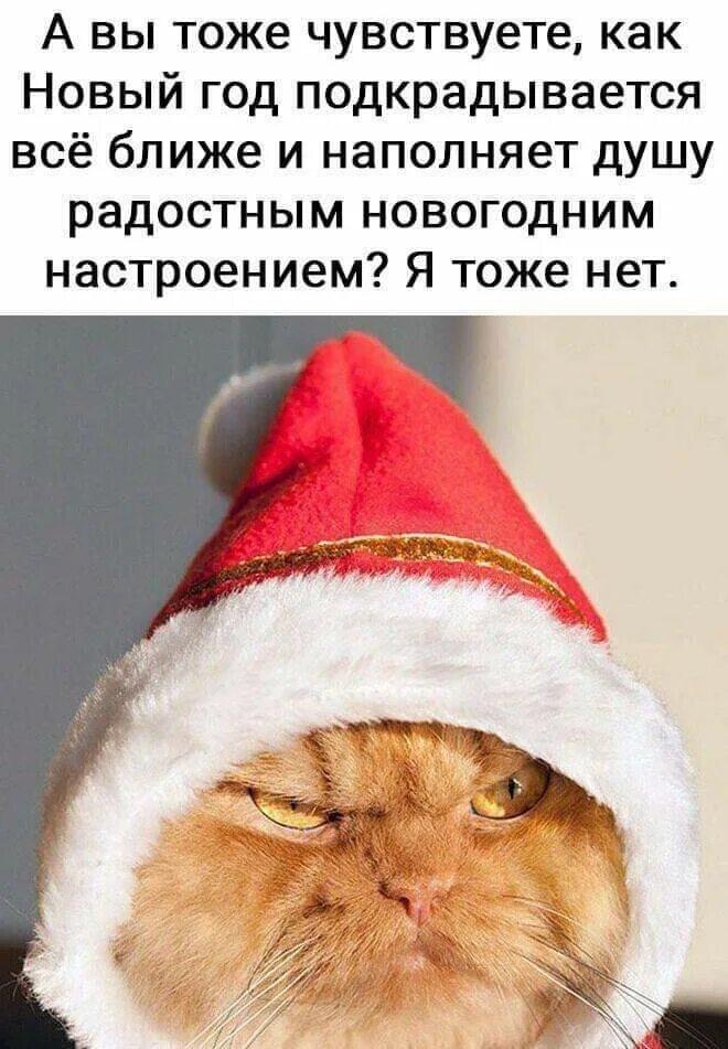 Картинка настроение новый год Результаты голосования :: Анекдоты