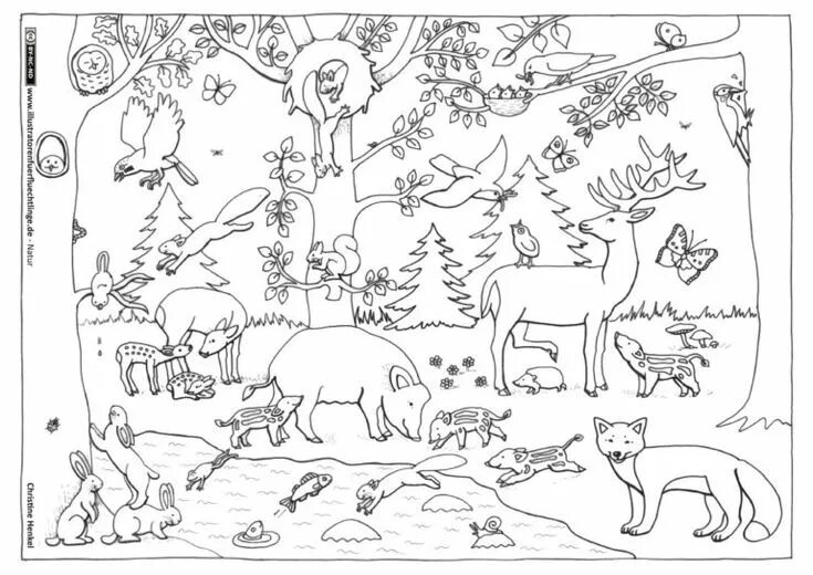 Картинка найди диких животных Natur - Wald Tiere Malvorlagen tiere, Muster malvorlagen, Wald grundschule