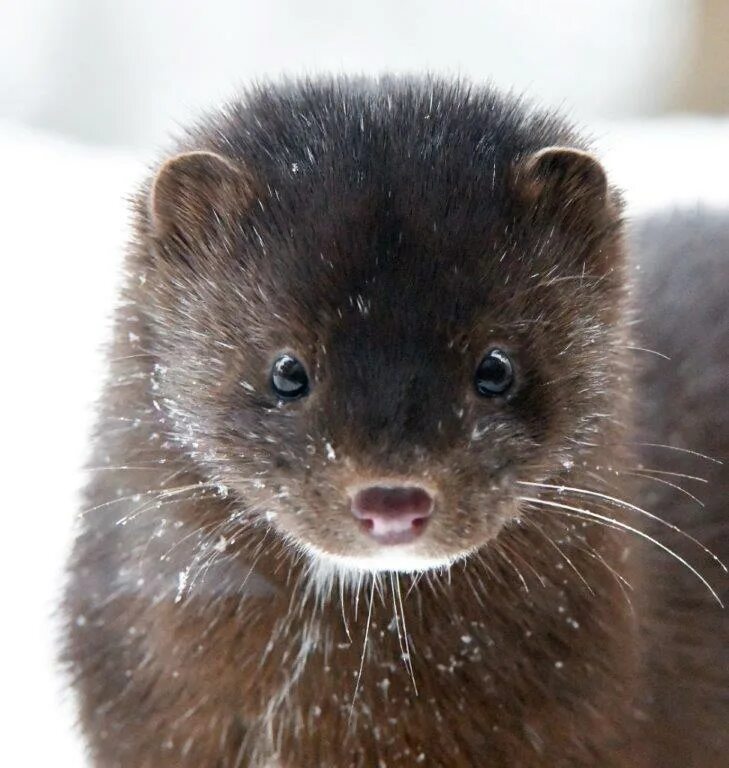 Картинка норка животное Mink Mystery - UPDATE January 19, 2020 - The Wildlife Research Institute