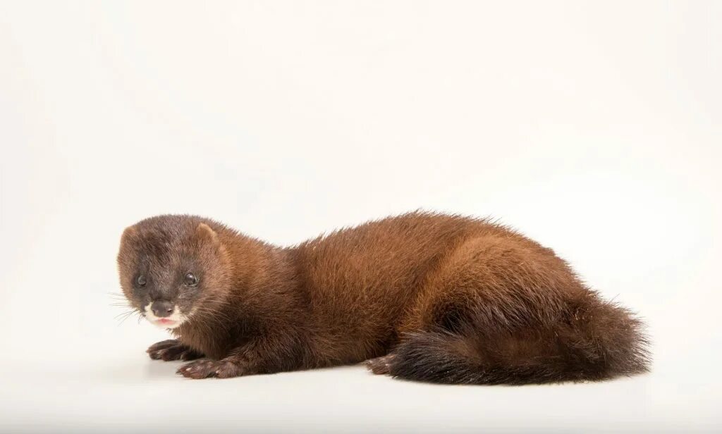 Картинка норка животное Fine Art Prints From Joel Sartore - Joel Sartore
