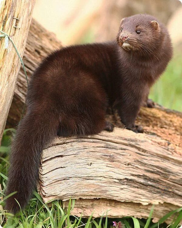 Картинка норка животное Европейская норка Mink animal, Unusual animals, Animals beautiful