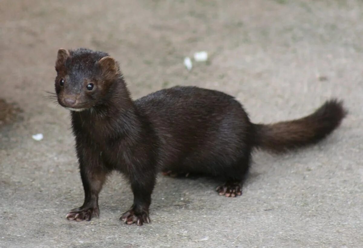 Картинка норка животное Файл:American Mink.jpg - Вікіпедыя