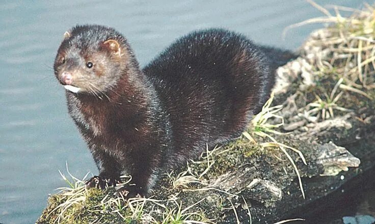 Картинка норка животное Mink Identifying Invasive Species - American Mink Mamíferos, Color pardo, La tai