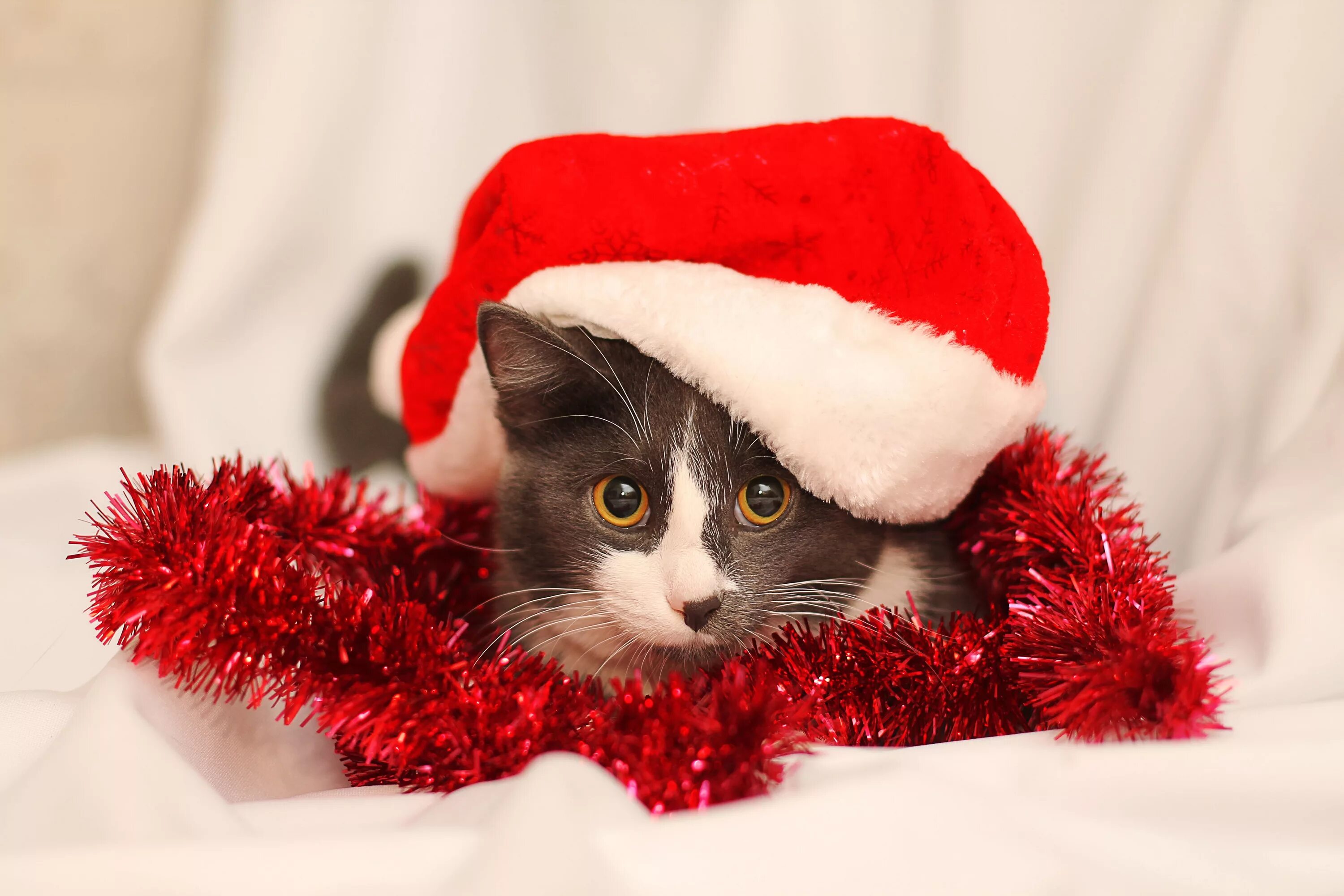 Картинка новый год котики murlen\С нвым годом!