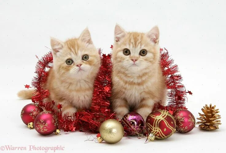 Картинка новый год котики Pin su Xmas Pics