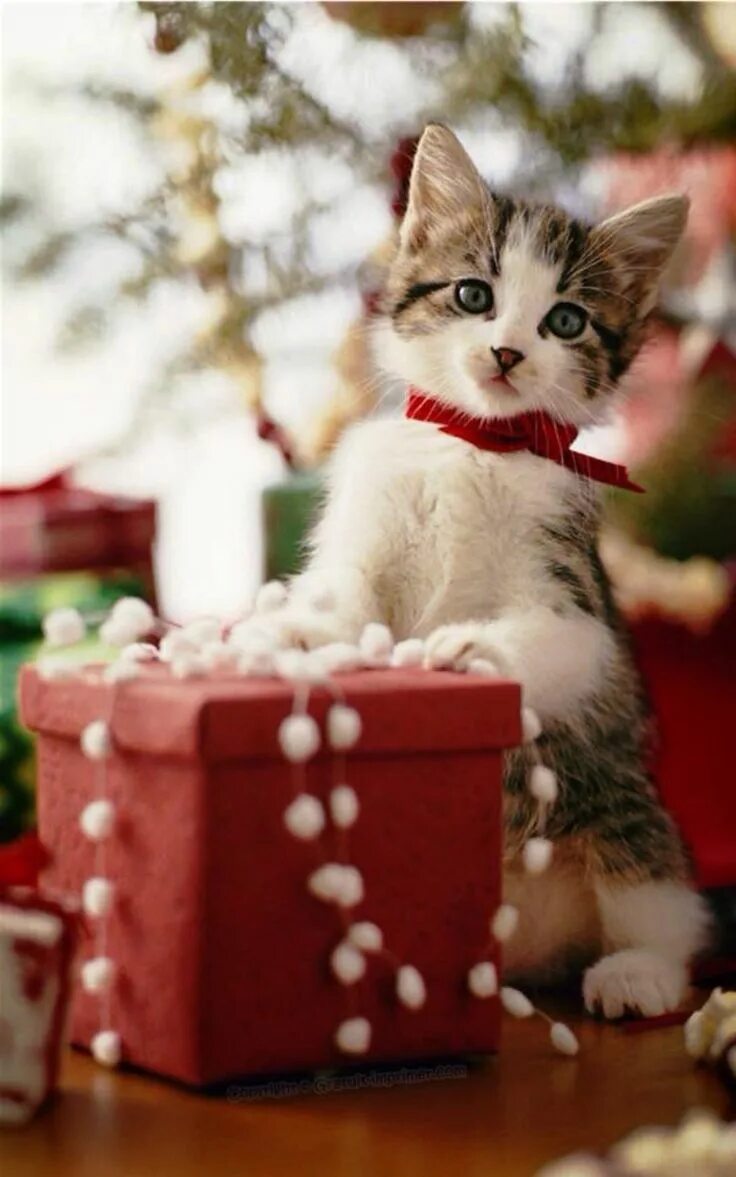 Картинка новый год котики Moment's . Weihnachtskatzen, Katzen und Weihnachten tiere