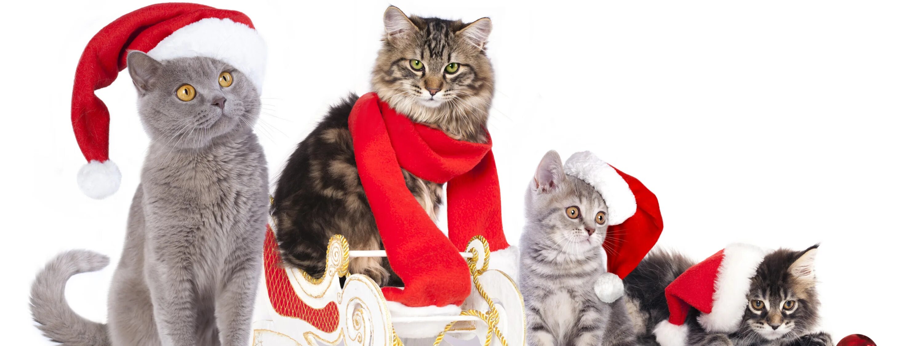Картинка новый год котики Скачать обои кошки, коты, шарик, шарф, котята, сани, колпаки, раздел новый год в