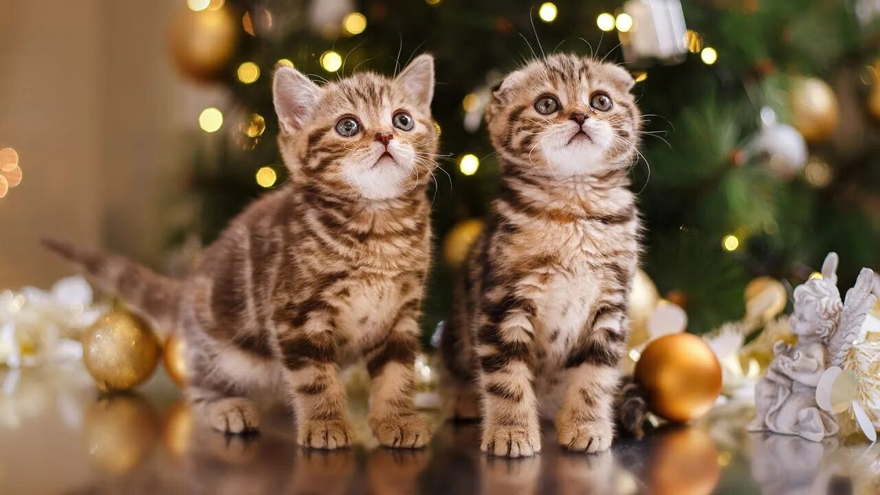 Картинка новый год котики Cat's Christmas Dreamland: Calming Music for Cats - Relaxing Piano Music, Stress