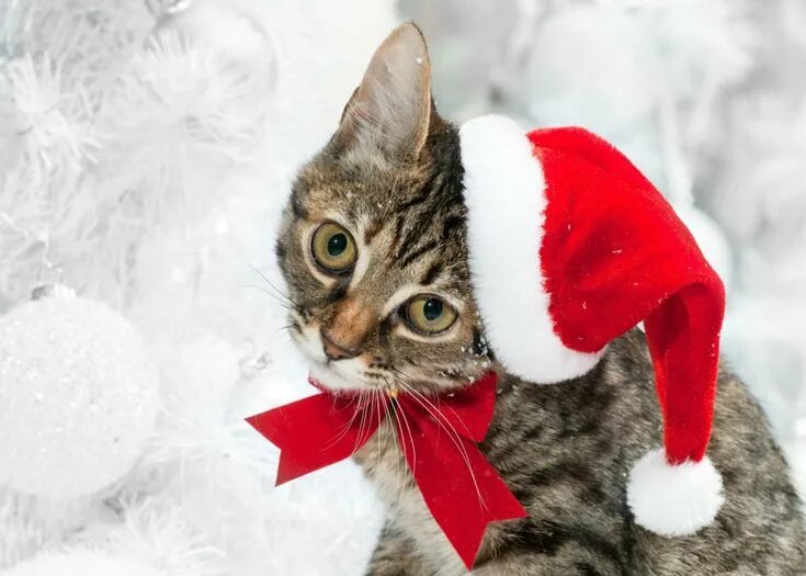 Картинка новый год котики Holiday Christmas Animal Cute Photography Cat Red Santa Hat Wallpaper Christmas 