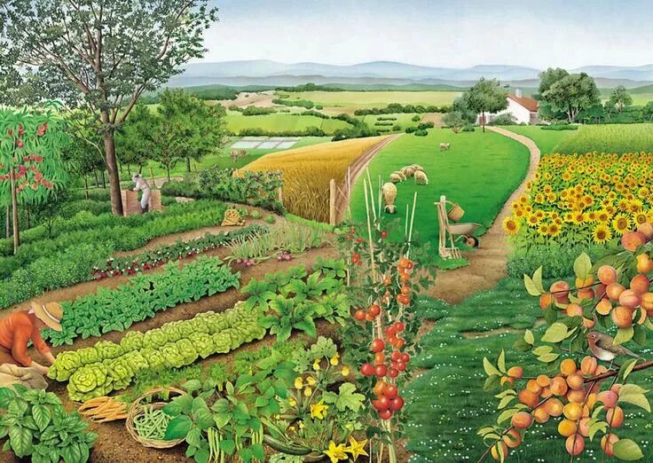 Картинка огорода и животных Épinglé par Ni Khả ( Túc Mạch ) sur vẽ nông Paysage, Images paysages, Agricultur