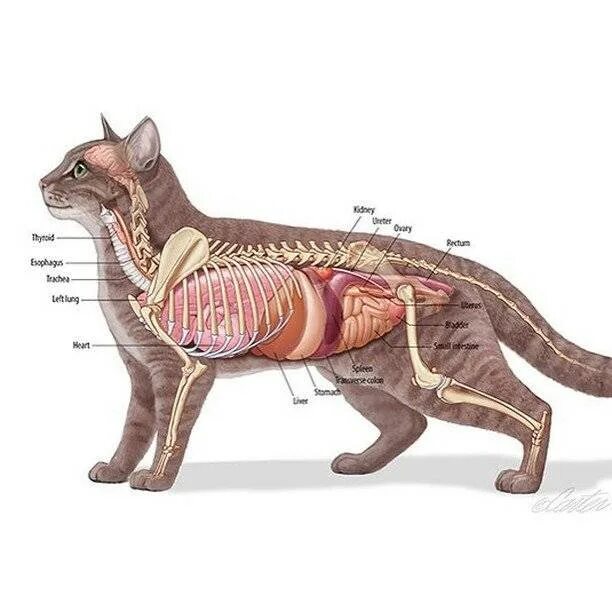 Картинка органы животных Органы кота