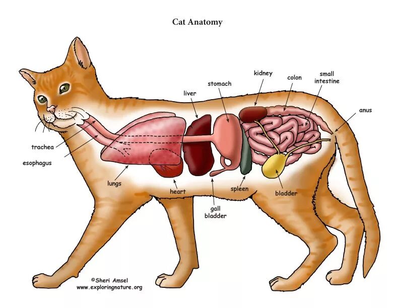 Картинка органы животных Cat Anatomy: Explore the Thoracic and Abdominal Organs