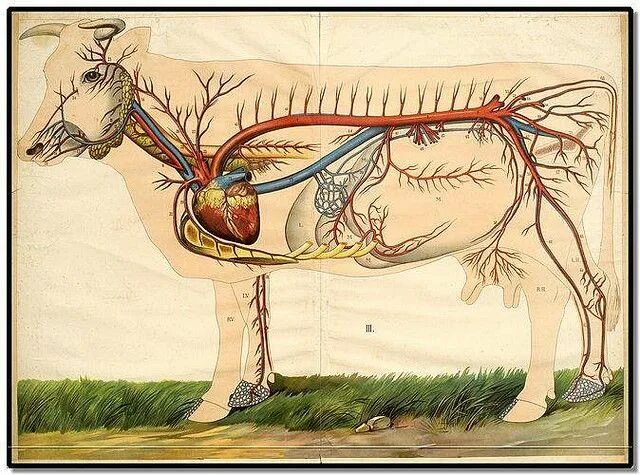 Картинка органы животных De Koe by HM Kroon 1912 b Scientific illustration, Illustration, Animal art