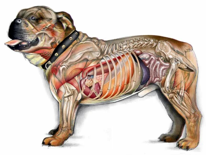 Картинка органы животных Pin by Holy Death on art·ist·ry Medical illustration, Dog anatomy, Technical ill