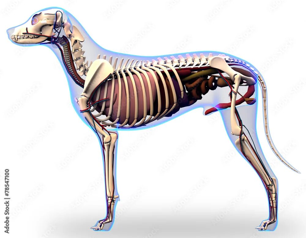 Картинка органы животных Dog Internal Organs Anatomy - Anatomy of a Male Dog Internal Org Иллюстрация Sto