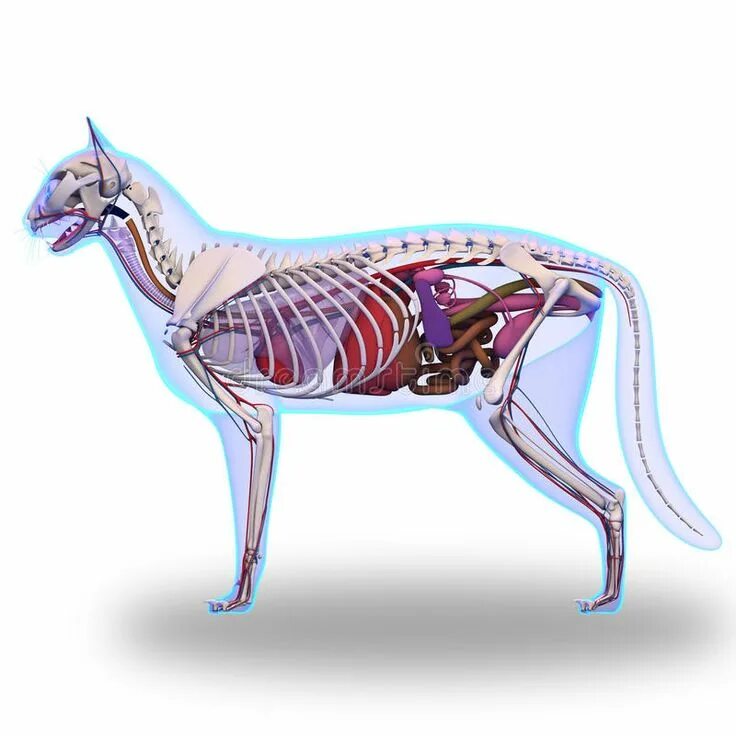 Картинка органы животных Cat Anatomy Explained