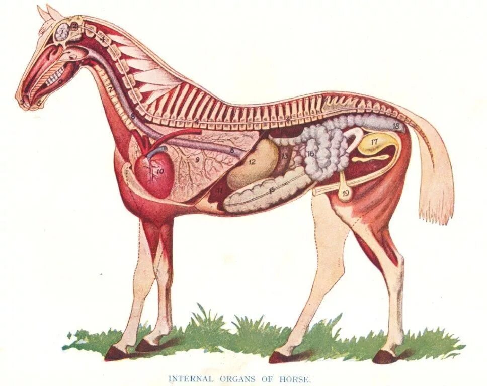 Картинка органы животных Pin on College Horse anatomy, Equine veterinary, Animal science