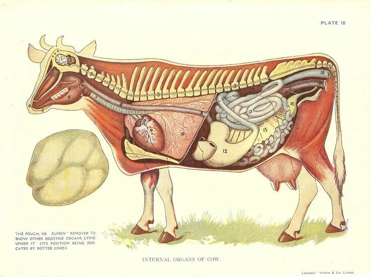 Картинка органы животных Gerelateerde afbeelding Cow, Prints, Fine art prints