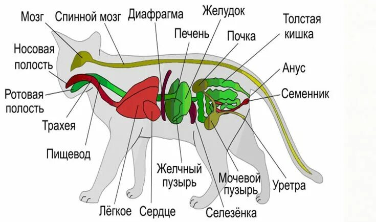 Картинка органы животных Внутренние органы кота на схеме Cat anatomy, Feline anatomy, Anatomy