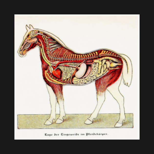 Картинка органы животных Antique Horse Vivisection Graphic - Horses - Tank Top TeePublic UK