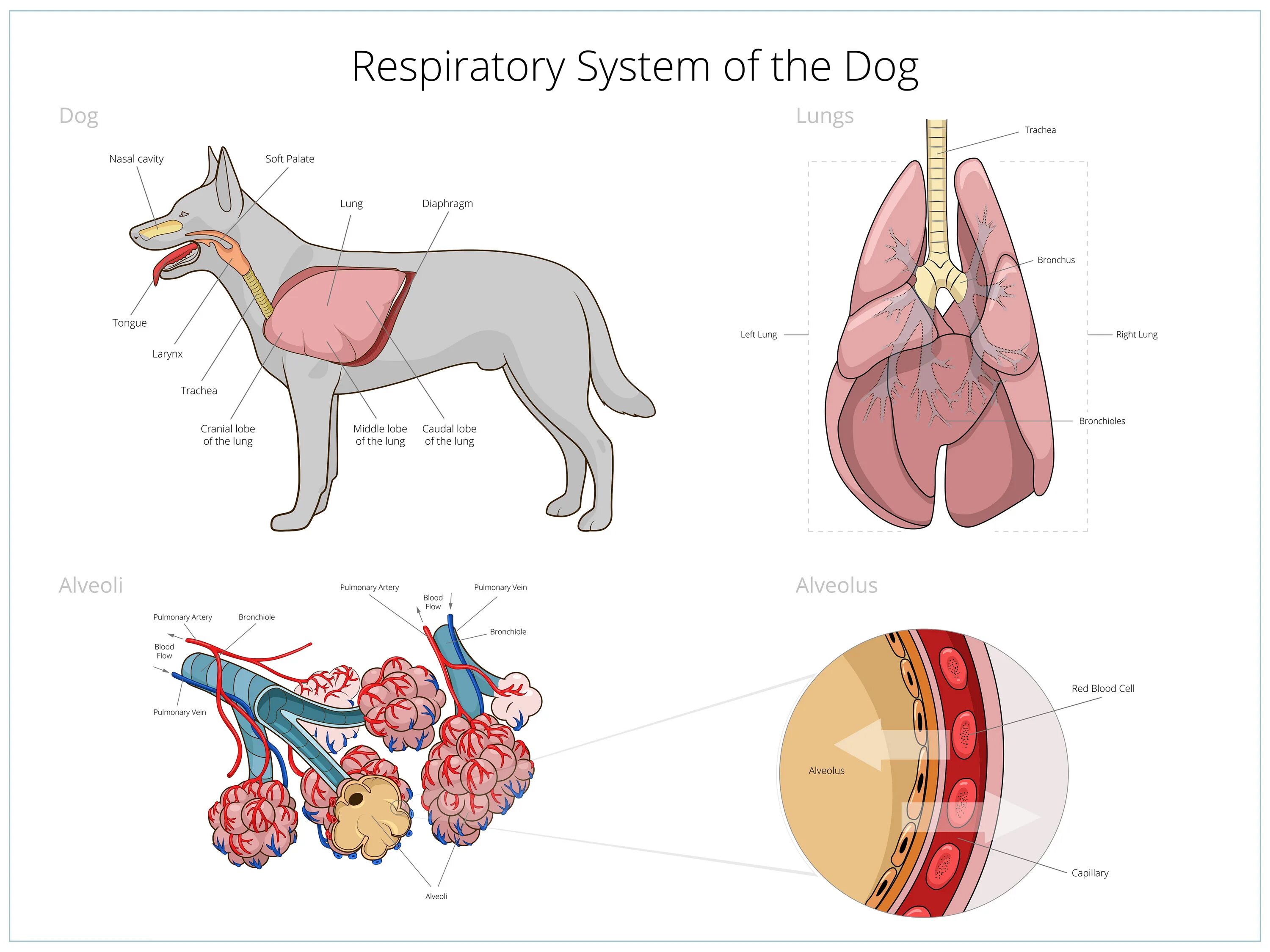 Картинка органы животных Illustrations for veterinary medicine :: Behance