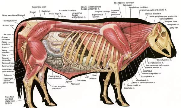 Картинка органы животных Anatomy, Animal science, Animal anatomy