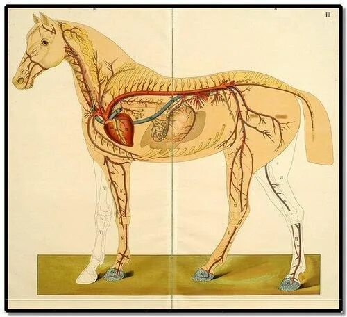 Картинка органы животных Het paard by EA Quadekker 1910 b Horse anatomy, Horse heart, Horse art