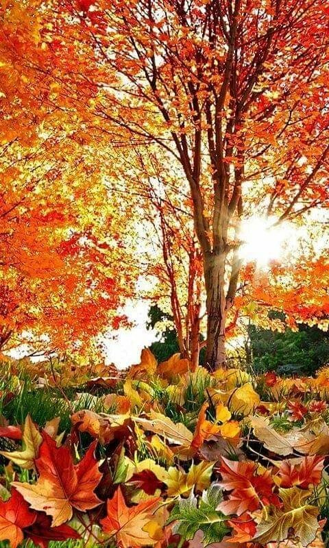 Картинка осень золотая на телефон модные тенденции Alexandru on Twitter Autumn landscape, Autumn scenery, Autumn scenes