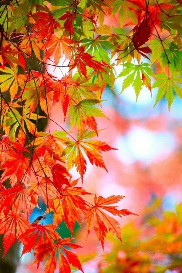 Картинка осень золотая на телефон модные тенденции Aʀᴀ ❥ on X Beautiful landscape wallpaper, Landscape wallpaper, Beautiful nature 