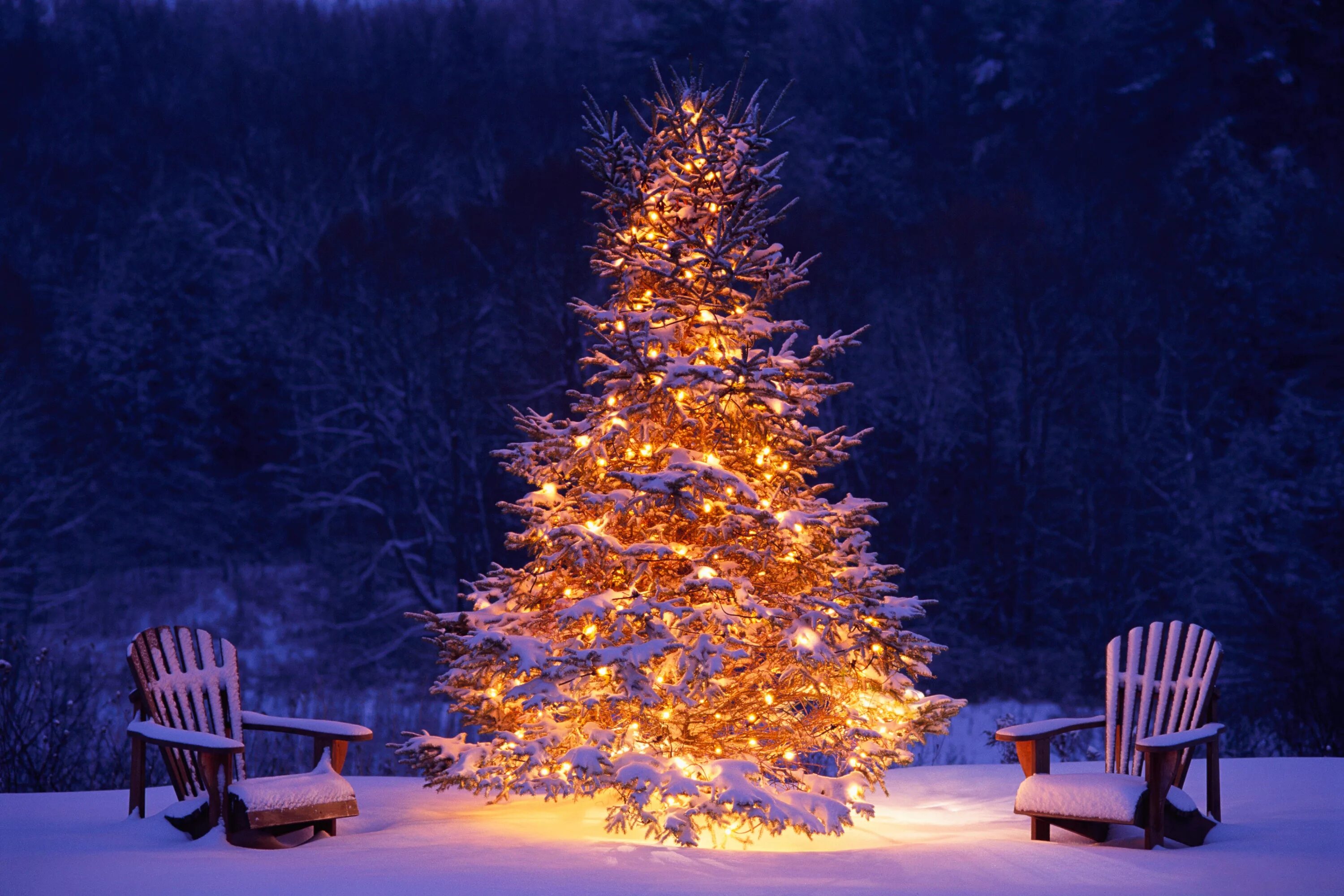 Картинка перед новым годом Winter Wonderland: snowy winter scenes & Christmas trees. Christmas desktop, Chr
